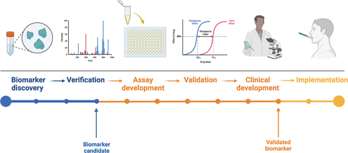 Figure 1. Steps from biomarker discovery to clinical implementation. The image was created in BioRender.
