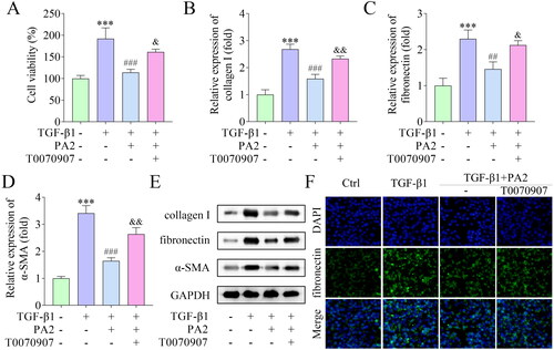 Figure 4. PA2 inhibited TGF-β1-induced HSC activation via the PPAR-γ pathway. (A) Cell viability of LX-2 cells after being treated with TGF-β1, PA2, and T0070907. The expression of (B) collagen I, (C) fibronectin, and (D) α-SMA was measured using qPCR. (C) Western blot evaluated the collagen I, fibronectin, and α-SMA levels. (D) The levels of fibronectin were assessed by IF assay. n = 3. ***p < 0.001 vs. the control group. ###p < 0.001 and ##p < 0.01 vs. the TGF-β1 group. &&p < 0.01 and &p < 0.05 vs the TGF-β1 + PA2 group.