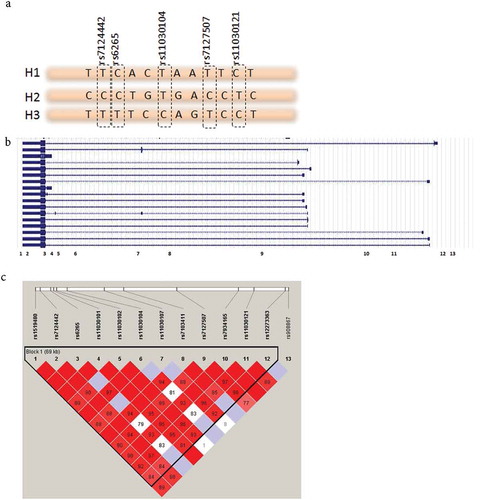 Figure 1. (a) Alleles of SNPs are represented in a short stretch of DNA. Combinations of SNPs used to construct haplotypes are highlighted. (b) BDNF gene structure from refSeq. Full boxes are exons, lines represent introns. Numbers (1–13) represent SNP locations in the gene. (c) LD plot of the SNPs spanning the BDNF gene. The numbers correspond to D′ values between SNPs. One block of 69 kbp was constructed with Haploview 4.2 using the solid spine method.