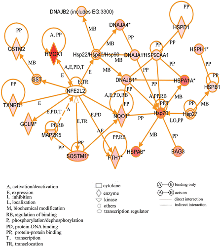 Figure 4. A gene network including up-regulated genes. Cells were treated with the compound and cultured at 37°C for 3 h. Gene chip analysis was performed. Genes that were up-regulated were analysed using Ingenuity Pathways Analysis tools. The network is displayed graphically as nodes (genes or protein group) and edges (the biological relationships between the nodes). The node colour of genes indicated the expression level of genes. Nodes and edges are displayed in various shapes and labels that present the functional class of genes and the nature of the relationship between the nodes, respectively.