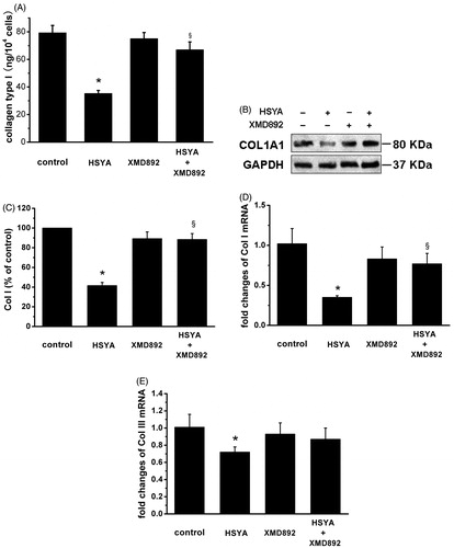 Figure 3. HSYA suppresses Col I and Col III collagen in culture-activated HSC. Culture-activated HSC, after serum-starvation for 24 h, were treated with HSYA (30 µM), XMD 8–92, or a combination of HSYA and XMD 8–92 for 48 h, then cell and culture supernatants were harvested. (A) Collagen type I secretion was measured in culture supernatants by ELISA, and concentrations were calculated by means of a standard curve. (B) HSC lysates were then subjected to Western blotting to evaluate COL1A1, and blots were reprobed with antibody against GAPDH to assure equal sample loading. The blots shown are representatives of three independent experiments with similar results. (C) The density of bands representing COL1A1 was quantified by densitometric scanning from three independent experiments. Total RNA extracted from culture-activated HSC was used to determine mRNA expression of Col I (D) and Col III (E) by real-time PCR and normalized to the expression of GAPDH. Results represent means ± SD of three separate experiments. Significance is defined as follows: *p < 0.05 compared with control; §p < 0.05 compared with cells treated with HSYA alone by ANOVA.