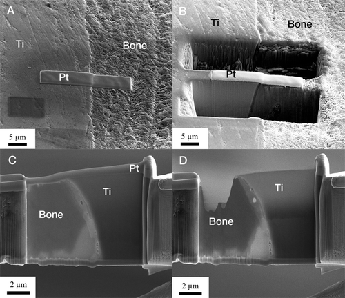 Figure 3. A. A SEM image of the Pt deposit at the site of interest. B. Trenches were cut on both sides of the Pt layer. C. The cut-out lamella was soldered to a TEM grid before final thinning. D. The final thinning was done with decreasing ion beam currents to obtain electron transparency.