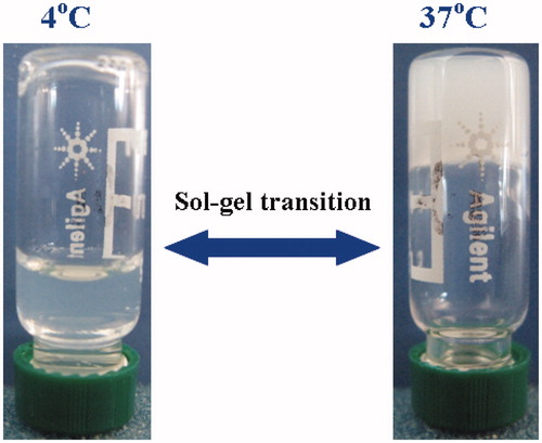 Figure 1. Sol–gel transition behavior of PECE solution (30%; w/v).