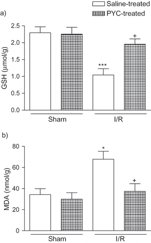 Figure 1.  (a) Glutathione (GSH) and (b) malondialdehyde (MDA) levels in the kidney tissue of saline- or pycnogenol (PYC)-treated I/R groups and sham groups. Each group consists of six animals. * p < 0.05, *** p < 0.001, compared to saline-treated sham group. +p < 0.05, compared to saline-treated I/R group.