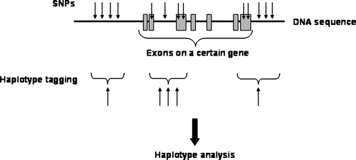 Figure 2.  Schematic overview of single nucleotide polymorphisms (SNPs) associated in a certain chromosomal area and the principle of haplotype tagging.