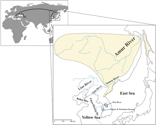 Figure 1. Two alternative scenarios regarding the geographic isolation and colonization of R. pseudosericeus (RP), R. sericeus (RS), and European bitterling lineages (RA: R. amarus; RM: R. meridionalis; and RC: R. colchicus) on the basis of Bohlen et al. (Citation2006; the above part of the figure) and the structure of freshwater systems among and within the Korean Peninsula (the below part of the figure).