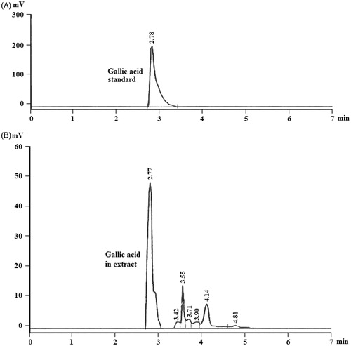 Figure 1. (A) HPLC chromatographic profiles of standard gallic acid sample. (B) HPLC chromatographic profiles of hydro-methanol extract of Bergenia ciliata rhizomes.