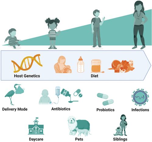 Figure 1. Host and environmental factors that influence human microbiome composition. Diet has a major influence on the composition of human microbial communities across the lifespan. Delivery mode is among the most important influences on the microbiota during infancy. Other environmental exposures, such as antibiotic treatment or daycare attendance, can have profound, short-term effects on microbiota composition. Host genetics influences microbiota composition at all ages, albeit to a far lesser extent than environmental exposures.