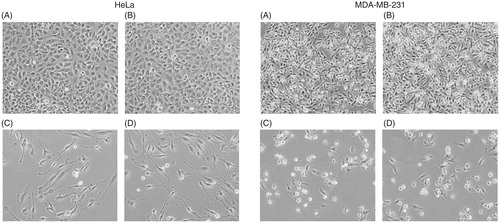 Figure 6. Phase contract microscopic images showing cytotoxicity of free curcumin and Curc-NS. HeLa and MDA-MB-231 cells treated with (A) 0.1% DMSO, (B) Control-NS, (C) 30 μM free curcumin, and (D) Curc-NS containing 30 μM curcumin.
