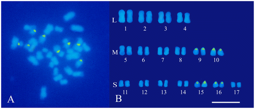 Figure 1. Somatic chromosomes of globe artichoke (C. cardunculus var. scolymus). (A) Mitotic metaphase after the FISH treatment and DAPI staining, loci of 45S rDNA are mapped in green. (B) Karyotype with chromosome pairs arranged in groups according to their size: large (L), medium (M) and small (S). Scale bar 5 μm.