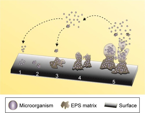 Figure 1 Stages of microbial biofilm formation over a surface.Notes: The stages include: adherence of microbial cells (1), reversible adhesion (2), irreversible adhesion (3), maturation (4), and detachment of cells (5). The arrows explain the migration of single cells and pieces of biofilm in EPS matrix that are released after the detachment stage, and the capacity to restart the formation process.Abbreviation: EPS, extracellular polymeric substances.