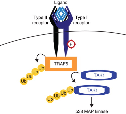 Figure 5. TRAF6 activates TAK1. Tumor necrosis factor receptor (TNFR)-associated factor 6 (TRAF6) binds activated TGFβ receptor complexes and is activated via K63 autoubiquitination. TRAF6 subsequently ubiquitinates and activates TGFβ-associated kinase (TAK1), which is responsible for activating non-Smad pathways such as the p38 MAP kinase pathway.