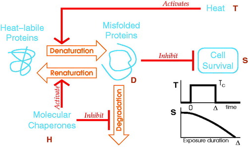 Figure 1. Cartoon of the generic model description of cell survival. Biochemical processes (orange arrows) control the misfolded protein concentration (D). Biochemical rates are modulated (red arrows) by heat (T) or by MCEL (H). The misfolded proteins inhibit the cell survival (S). The network globally describes a heat inhibited cell survival.