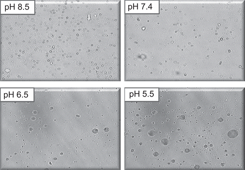 Figure 4.  Photomicrograph of oleic acid vesicles dispersion incubated at different pH (400× magnification).