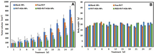 Figure 6 Changes of tumor volume (A) and body weight (B) in nude mice transplanted with SKOV3 cancer cells of blank NPs, free RVT, RVT-HSA NPs and RGD-RVT-HSA NPs.