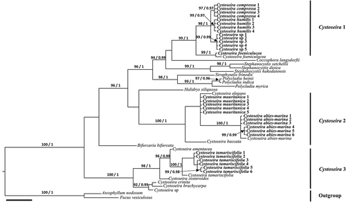 Fig. 1. Phylogenetic tree of concatenated psbA and mt23S partial genes obtained by Bayesian inference (BI). Maximum likelihood (ML) gave the same topology. ML bootstrap values (≥ 70%) and Bayesian posterior probabilities (≥ 0.95) respectively, are indicated adjacent to the branches. Sequences for taxa in bold were generated in this study. Sequences from GenBank correspond to those included in Supplementary table S1. Scale = 0.01.