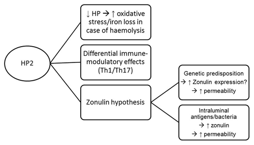 Figure 4. Summary diagram of the different ways HP(2) can be involved in IBD pathogenesis. HP, Haptoglobin
