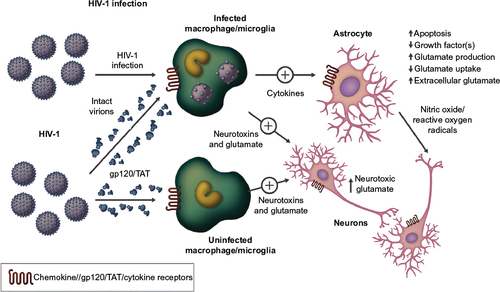 Figure S1 HIV infection in the central nervous system involves both HIV-infected and noninfected neuronal support cells.