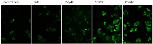 Figure 4. Effect of 5-FU, HO-1 inhibitors, hybrids, and combo treatment on oxidative stress. Assessment of ROS levels in HCT116 cells treated with 15 µM of tested drugs for 3 h; the images were acquired under a fluorescence microscope at 200 x magnification.