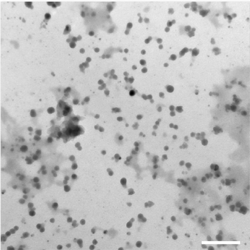 Figure S1 The transmission electron microscopy photograph of the synthesized silver nanoparticles.Notes: The silver nanoparticles–chitosan composite sphere was granulated, uniformly dispersed in water. The scale bar is 100 nm.