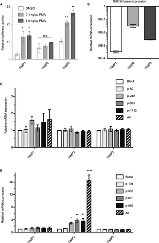 Figure 4 Endogenous TIMP gene activation in mouse NSC34 cells.