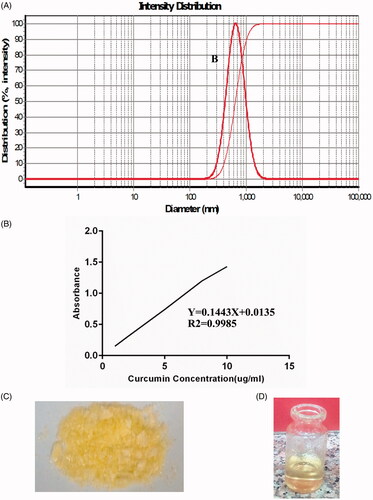 Figure 3. Curcumin-loaded chitosan nanoparticles characterization. (A) The average diameter of these nanoparticles is 652 ± 10 nm. (B) Different concentration of curcumin dissolved in ethanol was used to draw the standard curve. (C) The freeze-dried nanoparticles are stored at 4 °C. (D) The freeze-dried nanoparticles are easily dissolved in PBS and readily for injection.