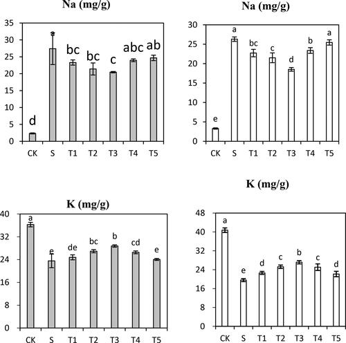 Figure 5. Effects of Salt (S) and Salt + SNP treatment (T) on Na+ and K+ Content in in two wild barley cultivars. The gray bars indicate Saertu wild barley variety, and the white bars indicate the wild-type barley variety. Bars showed as mean values ± SD (n = 3). CK, non-treated control; T1–T5, see Table 1. Same lowercase letters indicate non-significant differences.