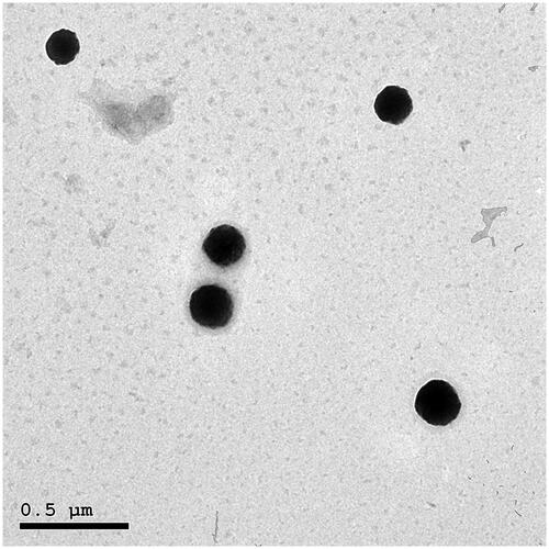 Figure 2. Transmission electron micrograph of the optimal SNVs formulation.
