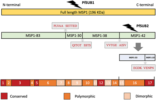 Figure 1. Consecutive enzymatic processing steps of MSP1 protein. MSP1 is produced at the end of schizogony as a precursor protein of around 196 kDa. Once the merozoite reaches maturity, PfSUB1 cleaves MSP1 at specific cleavage sites (shown here in gray squares), leading to formation of four fragments named p83 (MSP1-83), p30 (MSP1-30), p38 (MSP1-38), and p42 (MSP1-42). A second cleavage event of the p42 fragment by PfSUB2 leads to the formation of fragments p33 (MSP1-33) and p19 (MSP1-19). MSP1 is divided in 17 domains [Citation37] based on sequence polymorphisms, whereby 7 domains are highly polymorphic, 5 are semi-conserved, and 5 are highly conserved which are color-marked in red, orange, and pink, respectively. MSP1 has been historically characterized by two prototypic sequences: the MSP1-D from the P. falciparum MAD20 strain and the MSP1-F from the WELLCOME strain. These two forms are found in African parasite populations, with distinct distributions observed between East and West Africa [Citation36,Citation148].
