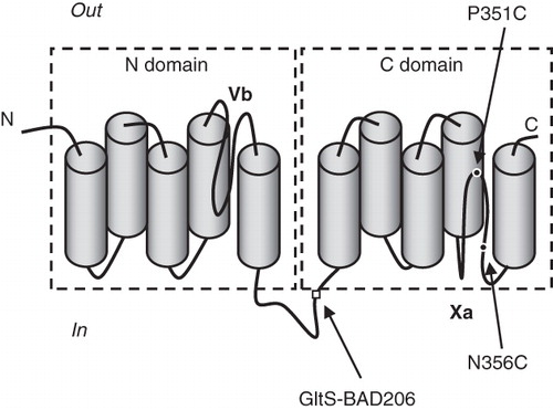 Figure 1. Topology model of class ST[3] transporters. The membrane topology of GltS of E. coli is shown which is representative for the core structure of class ST[3] transporters. Cylinders represent transmembrane segments. The homologous N and C domains that have opposite orientation in the membrane were indicated in dashed boxes. VB and XA represent the reentrant loops in the N- and C-domain, respectively. Black dots point at the positions of mutation P351C and N356C introduced by site directed mutagenesis. The open square points at position 206, the insertion site of the BAD domain in the hybrid version of the GltS protein.
