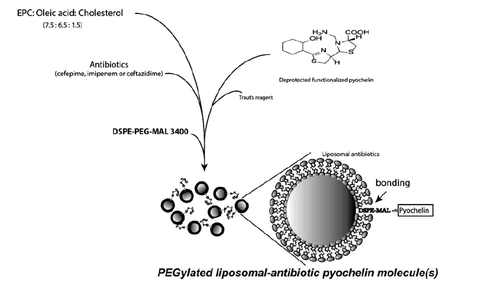 Scheme 2. PEGylated liposome complexes stabilized with pyochelin conjugates for specific targeting of P. aeruginosa.