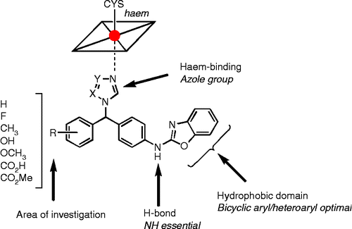 Figure 1.  Structure and key binding interactions of designed N -phenylbenzo[d]oxazolamines.