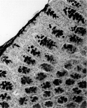 Figure 7 Micrograph of rat colon mucosa of DhL group. Note abundant PAS + material in the crypts and ephitelial surface. PAS-hematoxylin, × 100.