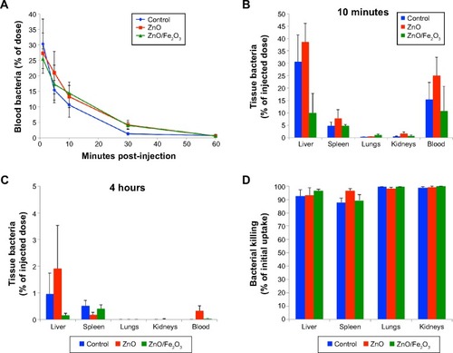 Figure 4 Effect of ZnO ENPs on the fate of IV-injected Pseudomonas aeruginosa.Notes: (A) Bacterial clearance of Pseudomonas aeruginosa in the blood and tissues. Bacteria were rapidly cleared from the blood. Rats pretreated with ZnO engineered nanoparticles with or without Fe2O3 showed slightly slower clearance for the first 30 minutes, but by 60 minutes there were almost no viable bacteria detected in the blood. (B) At 10 minutes postinjection of bacteria, the majority of the injected dose was found in the liver, spleen, and blood. (C) At 4 hours, very low levels of viable bacteria remained in these organs. (D) Bacterial inactivation in 4 hours. Compared to 10 minutes, viable bacteria (cfu/g) in the liver, lungs, and kidneys were significantly decreased. However, pretreatment of rats with ZnO engineered nanoparticles with or without Fe2O3 did not affect bacterial killing in these organs.Abbreviations: ENPs, engineered nanoparticles; IV, intravenous.