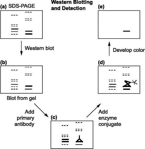 Figure 4 Schematic representation of western blotting and detection procedures.