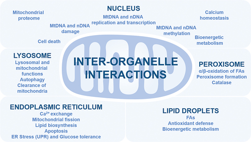 Figure 2. Interplay between mitochondria and key organelles. Key interactions between mitochondria and other organelles are summarized with their functions. ER, Endoplasmic Reticulum; FAs, fatty acids; mtDNA, mitochondrial DNA; nDNA, nuclear DNA; UPR, unfolded protein response.