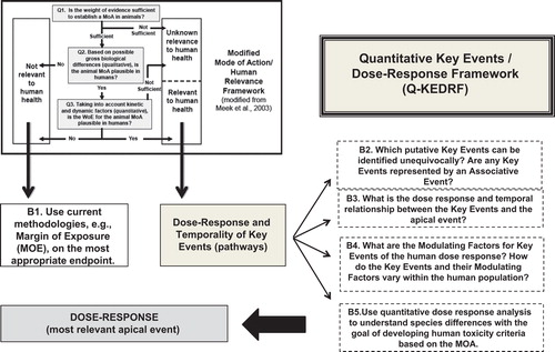 Figure 2. Quantitative Key Events/Dose-Response Framework (Q-KEDRF) and Its Relationship to the Mode of Action/Human Relevance Framework.