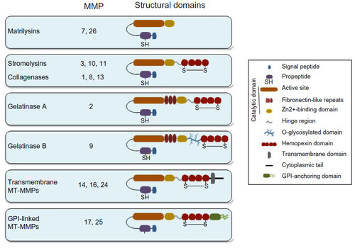Figure 1 Schematic drawing depicting the domain structure of MMPs.