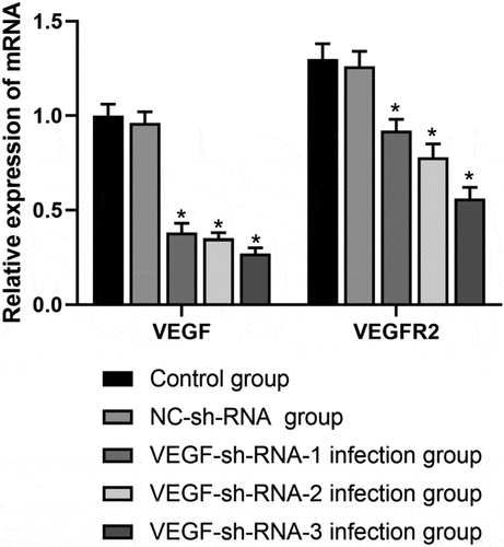 Figure 3. mRNA expression levels of VEGF and VEGFR2 in the epididymis of rats after transfection with VEGF-shRNA. Real-time PCR was used to measure the expression levels of VEGF and VEGFR2 in the epididymis of rats in different treatment groups following transfection with VEGF-shRNA. Data are represented as the mean ± SD. *P < 0.05 vs. control group. VEGF, Vascular endothelial growth factor; VEGFR2, VEGF receptor 2