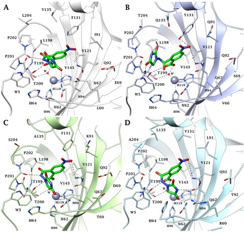 Figure 4. Predicted binding mode of ligand 5 (green) within the human: (A) CA II, (B) CA VI, (C) CA VII, and (D) CA IX active site. H-bonds and π–π stacking interactions are represented as black and cyan dashed lines, respectively.