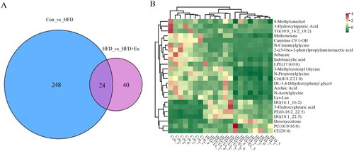 Figure 5. Correlation analysis in the Con, HFD, and HFD + ex groups. (A) Venn diagram of differentially abundant metabolites between Con compared to HFD and HFD compared to HFD + ex, (B) Clustering and heatmap of 24 codifferential metabolites in each sample.