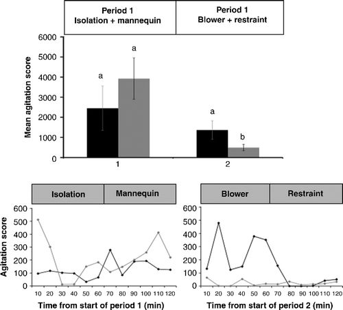 Figure 5.  Mean ( ± SEM) cumulative agitation score during Periods 1 and 2 in calm sheep (black bars) and nervous sheep (grey bars) subjected to the layered stressor paradigm. The sheep were subjected to isolation combined with a mannequin during Period 1 with the addition of a novel object (blower) and restraint during Period 2. Superscripts indicate differences between temperaments or within temperament over time within treatment (P < 0.05). The changes in the mean agitation score over time (10 min intervals) are shown below for Period 1 (left panel) and Period 2 (right panel) for calm sheep (black diamond) and nervous sheep (grey diamond).