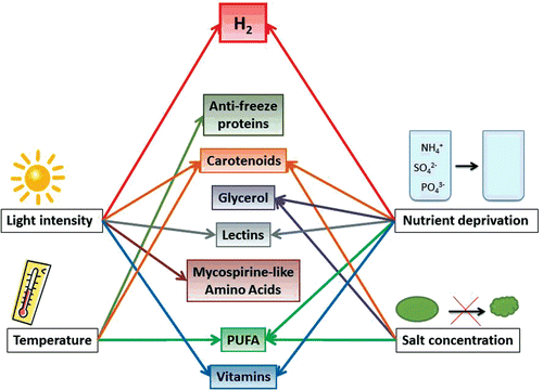 Figure 4.  Graphic summary of the most common stress reactions having influence on the synthesis of some important valuable metabolites in green algae.