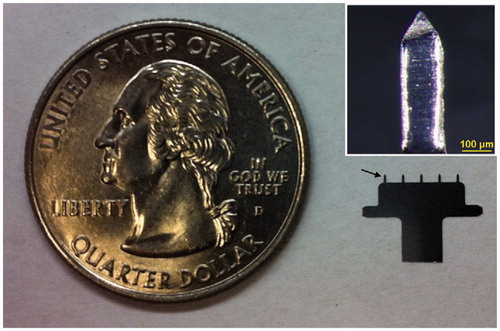 Figure 4. A five-needle MA next to a U.S. quarter coin with a diameter of 24 mm. The arrow points at one of the microneedles mounted on the holder. Inset: a single microneedle coated with measles vaccine in a trehalose-based coating formulation. Reprinted with permission from Merkle (Citation2015).