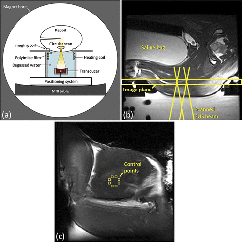 Figure 1. Experimental setup for in vivo MRI-controlled focused ultrasound hyperthermia. (a) Axial depiction of rabbit in lateral decubitus position. (b) Axial T2-weighted image along beam path, indicating the coronal plane used for MRI thermometry and the acoustic field path at the boundaries of the heating trajectory. (c) Coronal T2-weighted image taken through the plane indicated in (b), with eight control regions shown on the periphery of the 10mm diameter target region. (b) and (c) both have a 120 mm field of view.