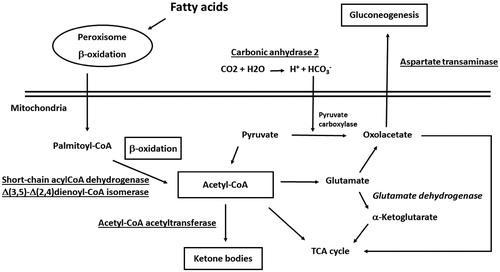 Figure 4. Enzymes involved in fatty acid β-oxidation, ketogenesis, pyruvate metabolism and gluconeogenesis and acetyl-CoA generation/consumption deregulated process in human subjects with obesity. Over-represented proteins and promoted biological processes were underlined; down-represented proteins and reduced biological processes were in italics.