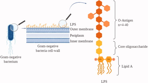 Figure 1. LPS on the cell wall of gram-negative bacteria. Graphic representation of a Gram-negative bacterium cellular membrane together with a scheme of the LPS structure. LPS: lipopolysaccharide; Gln: glucosamine; P: phosphate group.