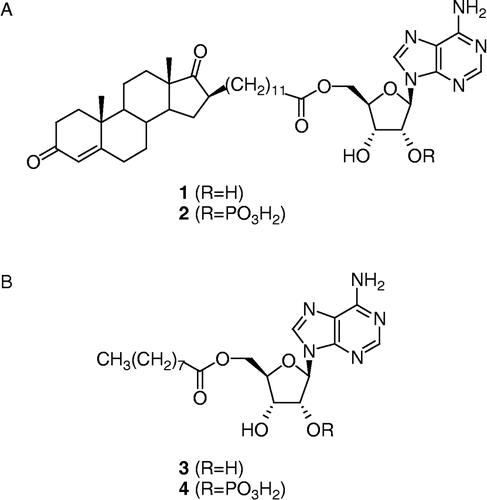 Figure 2 (A) Bisubstrate inhibitor and phosphorylated bisubstrate inhibitor of type 3 17β-HSD, compounds 1 and 2. (B) Cofactor-like compounds 3 and 4.