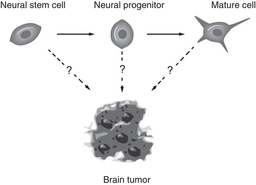 Figure 3. Cells of the neural lineage as possible brain tumor-initiating cells.
