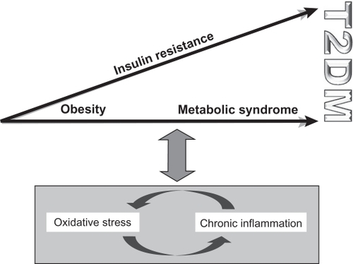 Figure 3 The interaction between oxidative stress, chronic inflammation, and the progression toward T2DM. Oxidative stress and chronic inflammation are closely linked via positive feedback mechanisms and are both associated with obesity and the metabolic syndrome.